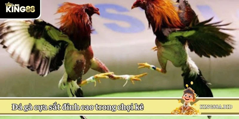 Đá gà cựa sắt đỉnh cao trong chọi kê