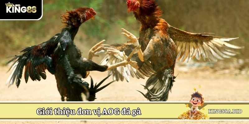 Giới thiệu đơn vị AOG đá gà 